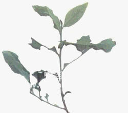 ʳĿ