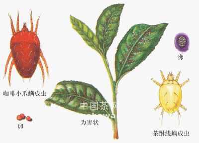 Ŀ຦